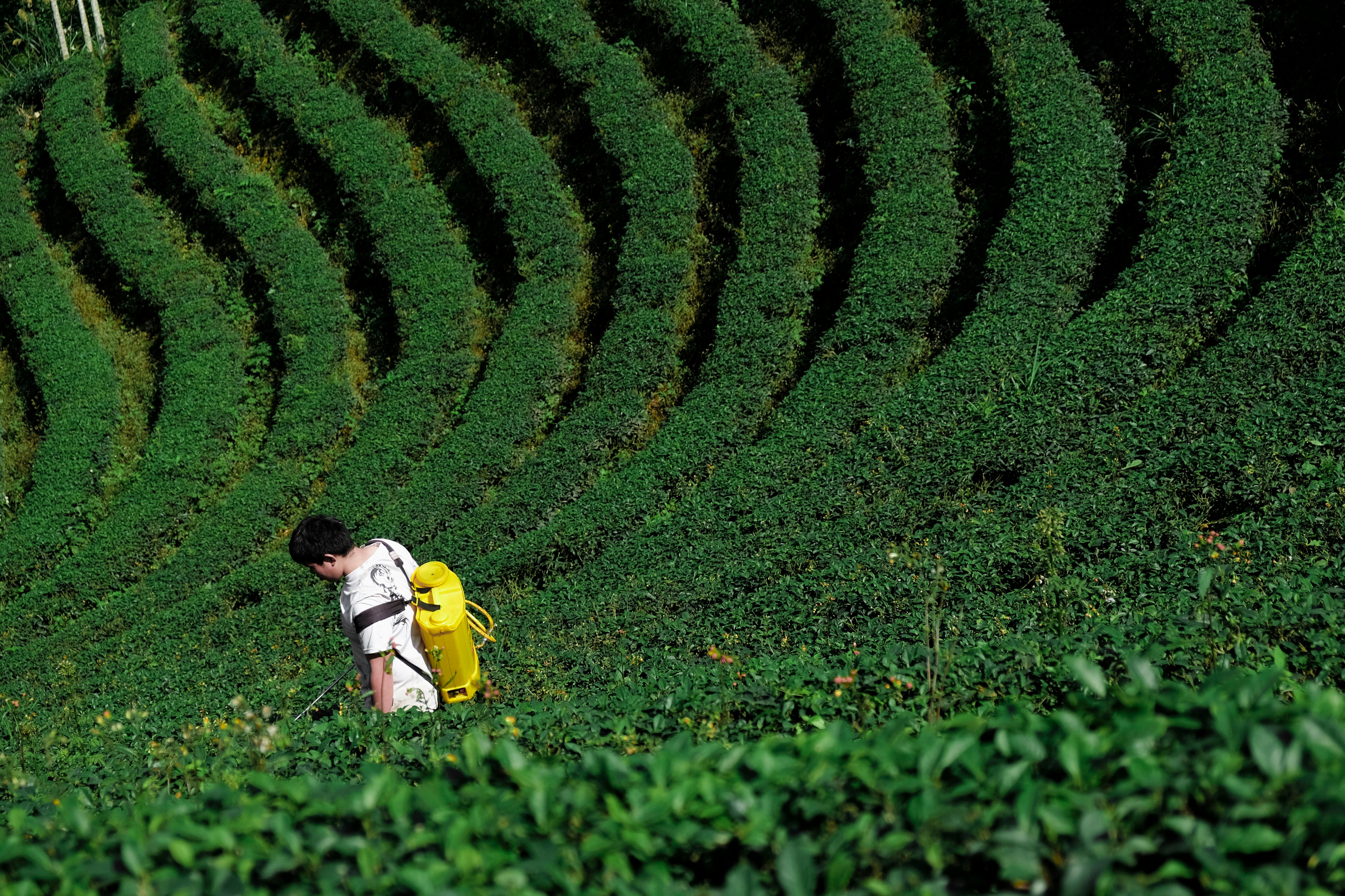 Course Image DEVELOPMENT OF  A CROP PROTECTION STRATEGY 