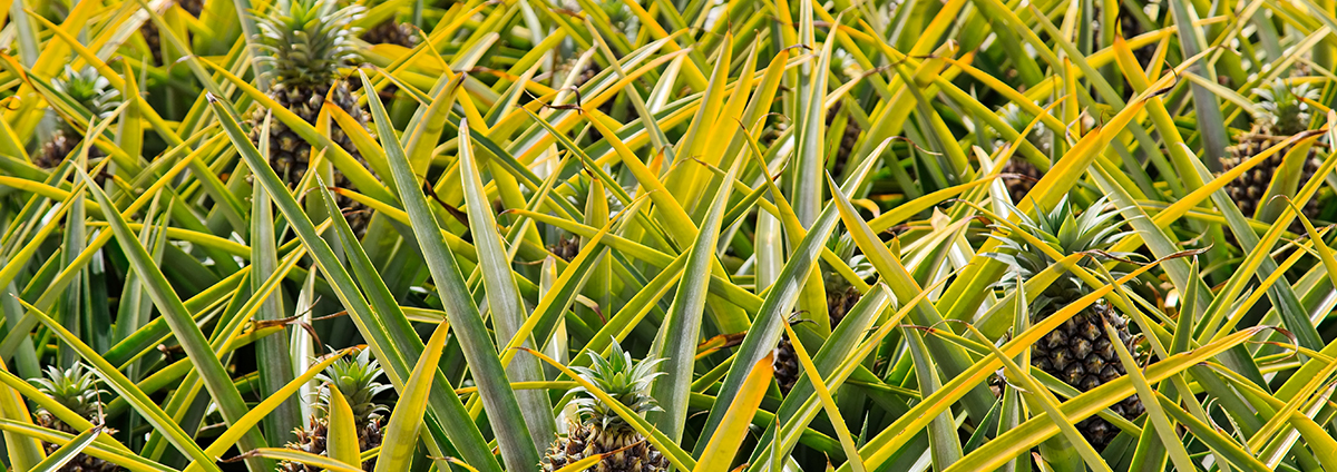 Course Image Adapter votre SCI au nouveau règlement européen sur la production biologique (2024)