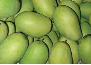 Course Image Mango Good Harvest and Post Harvest Practices, Commercial Fruit Quality 