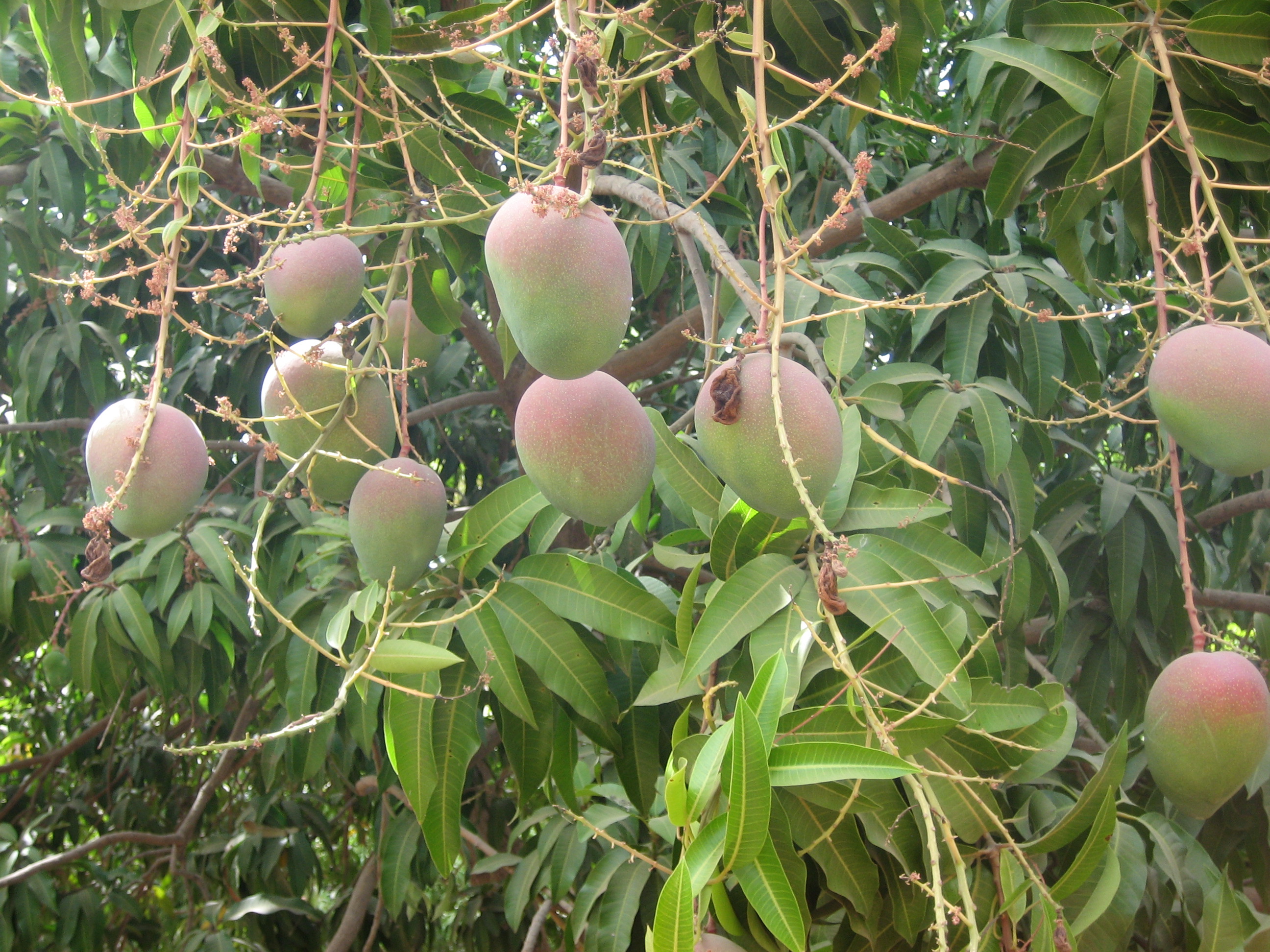 Course Image Mango Commercial Fruit Quality: Good Harvest & Post-Harvest Practices
