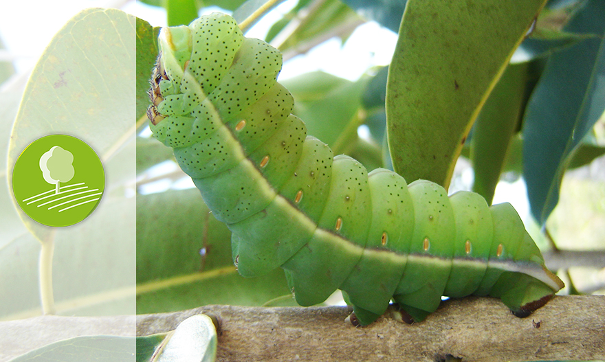 Course Image Integrated management of pests and disease (Advanced level)